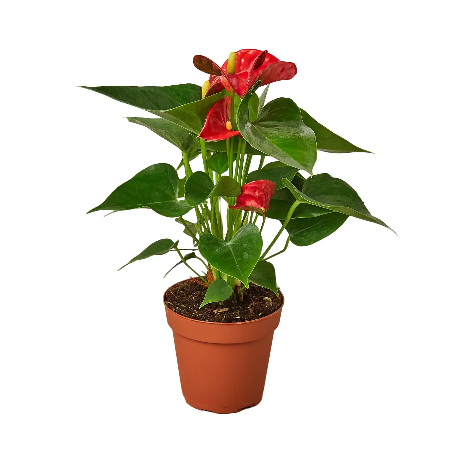 Anthurium Red (Anthurium andraeanum)