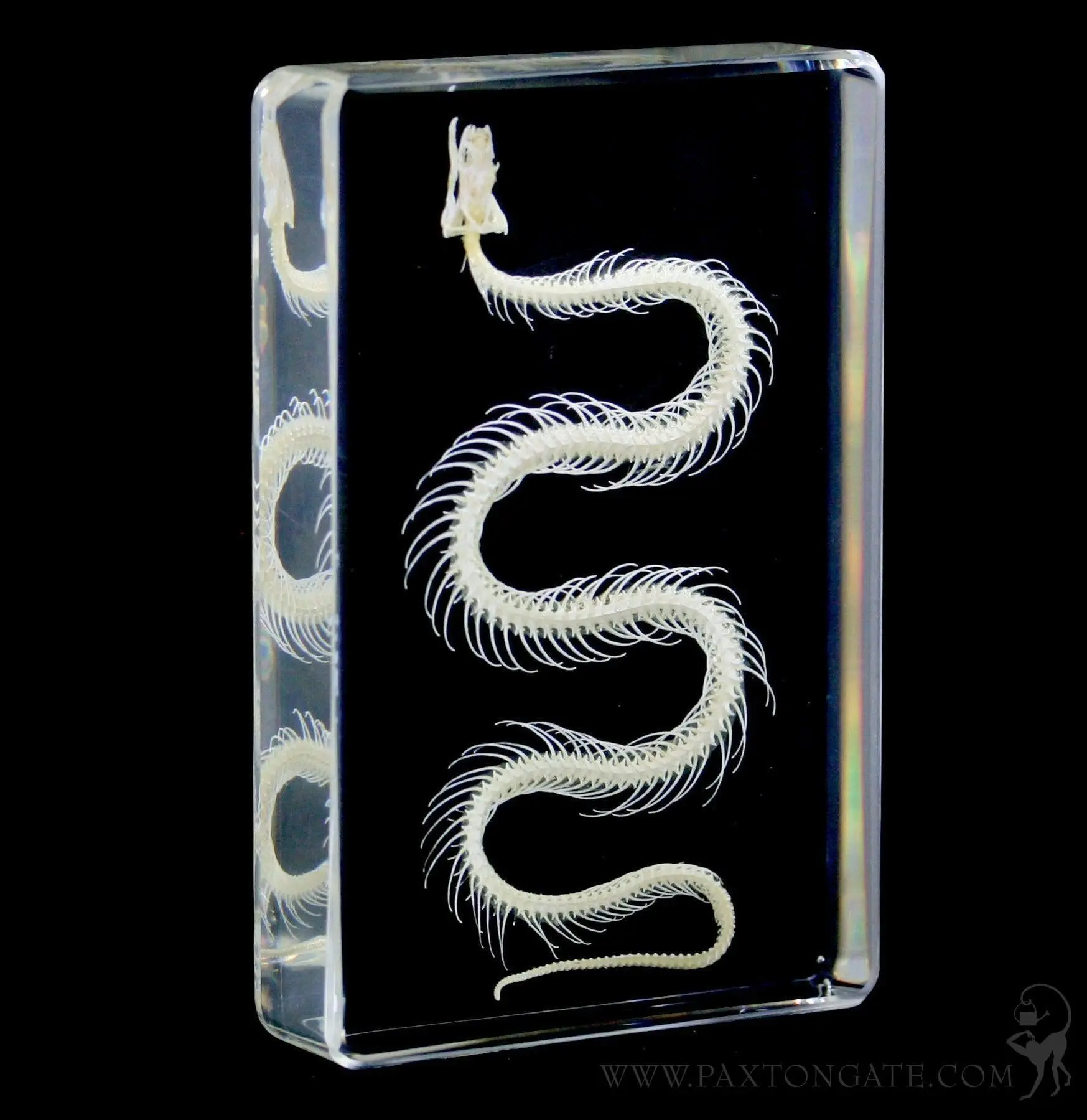 Snake Skeleton in Acrylic