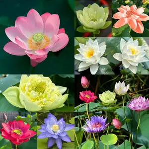 20PCS Mixed Bowl Lotus Flower Seeds – Easy to Grow, Low Maintenance Aquatic Plants – Perfect for Indoor Bowls, Outdoor Ponds, Water Gardens & Bonsai Displays – Stunning Blooming Water Feature
