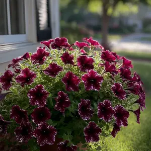 Morning glory seeds outdoor morning glory seeds climbing vine mixed color sun potted flower seeds flower species four seasons