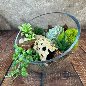 Half Moon Glass Succulent Terrarium DIY Kit - Includes 4 Plants, decorative rocks and more...