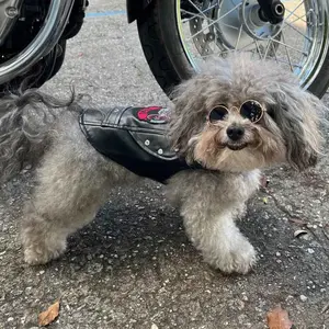Biker Dawg Motorcycle Dog Jacket
