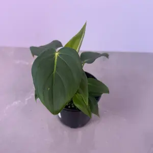 Philodendron McDowell 4” | Large Leaf Philodendron | Rare Plant