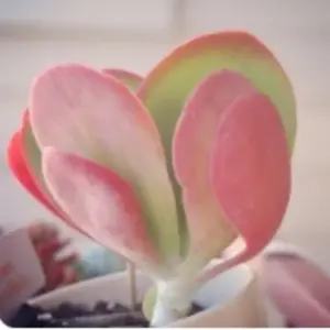 background preload poster image 