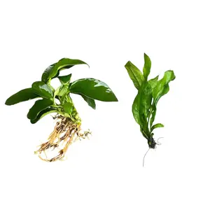 Low Light Aquarium Plants – Java Fern, Anubias Nana for Betta Tanks
