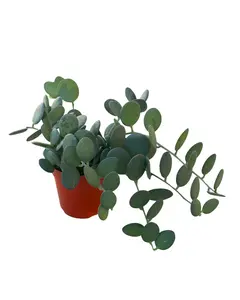 4" Silver Dollar Vine – Xerosicyos Danguyi – Succulent Live Plant