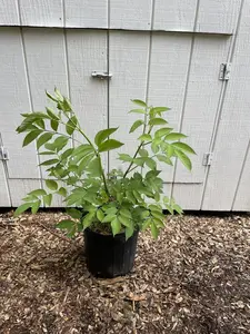 Common Elderberry (Sambucus Canadensis) Pre-Grown Trees, Garden Flower & Plant Pre-Grown Trees for Home Improvement