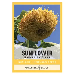 Mongolian Giant Sunflower Seeds sunflower seed