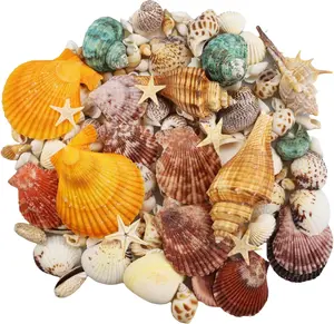135 PCS Sea Shells Mixed Beach Seashells Starfish, Colorful Various Sizes Natural Seashells for Crafts,Candle Making, Beach Theme Party Wedding Decor, Fish Tank