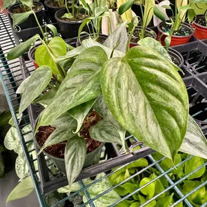 Philodendron sodiroi - 6” pot