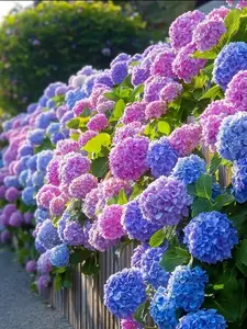 Hydrangea Seeds – Beautiful and Hardy Blooms for Your Garden