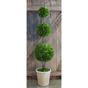 Preserved Boxwood Triple Ball Topiary - 59"