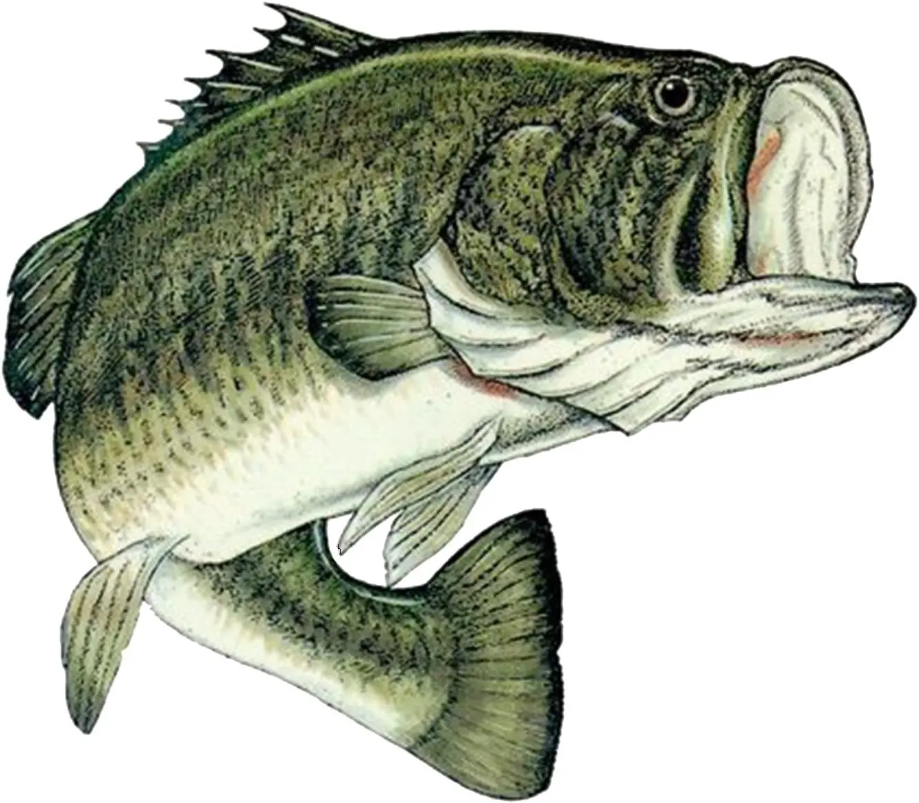Bass Fish Sticker Decal Fishing Bumper Sticker Fish Auto Decal Car Truck Boat RV Real Life Rod Tackle Box, Decal Stickers, Cars/Trucks/Boats/Rvs