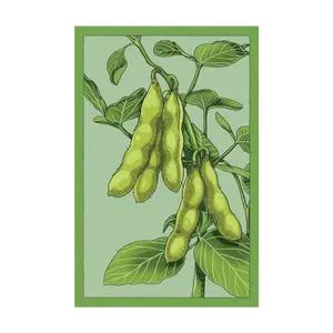 Edamame Vegetable Seeds Packet