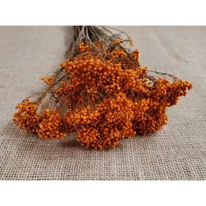 Orange Preserved rice flower, flowers for bouquets, wedding flowers, filler, dried flowers  arrangements, Wedding decor, 19"-20"tall,