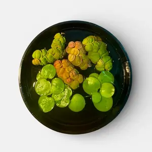 Frogbit + Red Root Floaters – Live Aquarium Floating Plants (8 Pack)