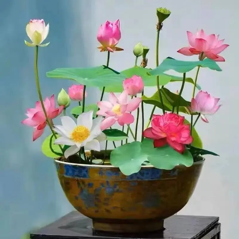 20 Pcs High-Quality Mixed Color Bonsai Bowl Lotus Seeds - Exotic Water Lily Flower Garden Seeds, Outdoor Pond Ornamental Plants for Lotus Calm Vibes, Grow-at-Home Garden Supplies, High-Quality Seeds