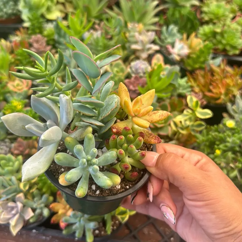 Mixed succulent arrangement 4 inch pot plant