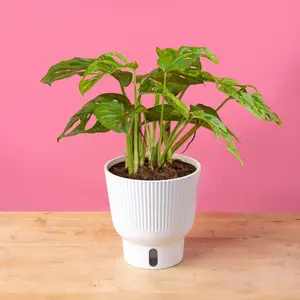 Little Swiss Monstera | medium