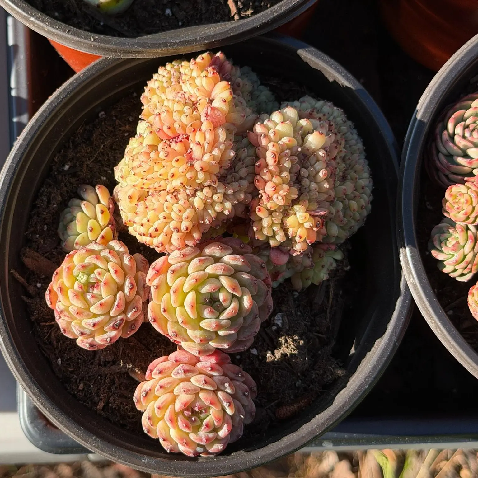 Echeveria 'White Fatty' Cluster (around 6'') - Bare Root Succulents - Terra Tales