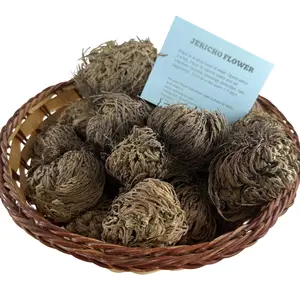 Rose of Jericho | Resurrection Plant | Natural Dried Flower| Spiritual Ritual Rebirth Bundles
