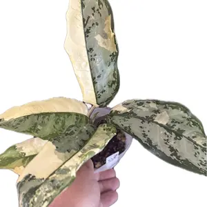 Variegated aglaonema Manilla’s Pride - “grower’s choice”