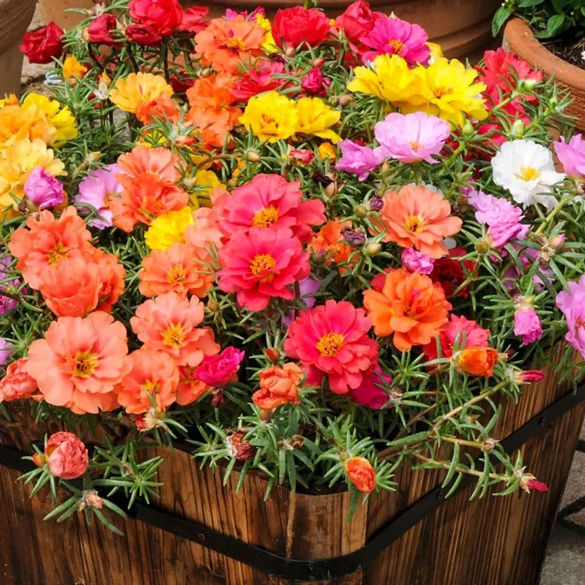 1000+ Moss Rose Seeds - Vibrant Portulaca Grandiflora Garden Seeds for All Seasons