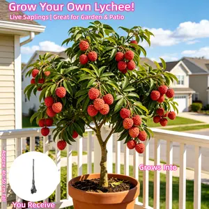 Live Lychee Plant - Fast Growing Sweet Fruit Bearing Dwarf Tree for Indoor Outdoor Patio Potted Starter