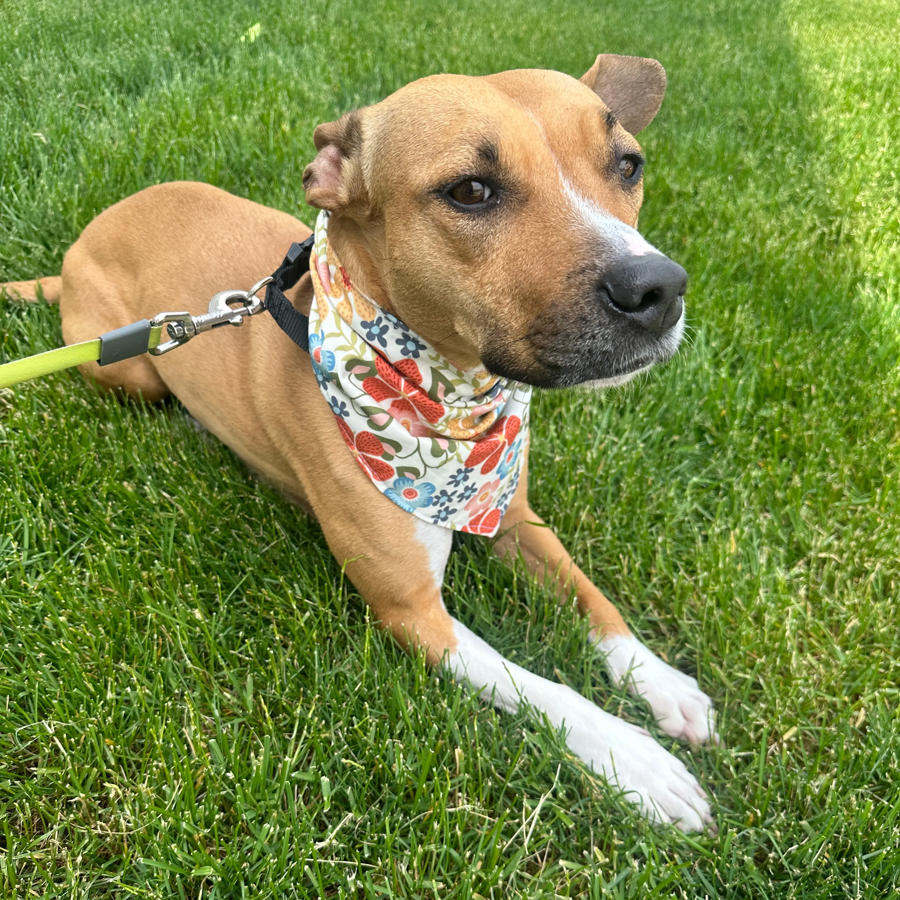 Floral Dog Bandana and Scrunchie Set
