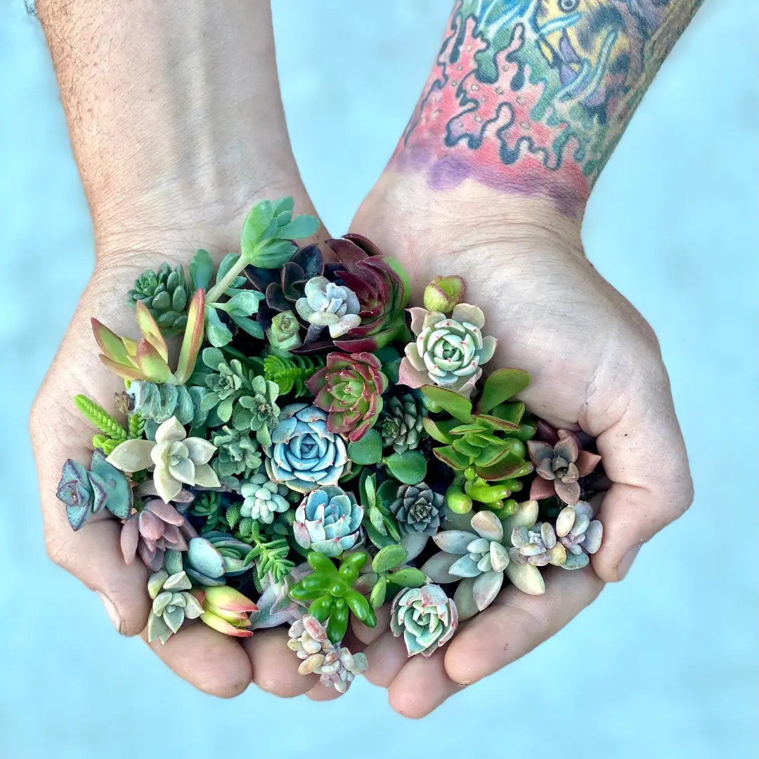 Mini Melody 50 Mini Succulent Cuttings - Ships Free!