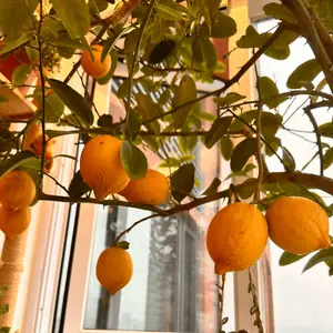 Meyer Lemon Tree Living Plant - 15-18 inch tall bare-rooted seedlings that bear delicious fruit, suitable indoors and outdoors, fast-growing and easy-to-care lemon plants