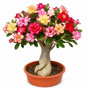 Mixed Color Adenium Obesum (Desert Rose) Exotic Bonsai Sapling for Beginners, 1 Gal Grower Pot, Live Succulent for Indoor Houseplants & Outdoor Gardens
