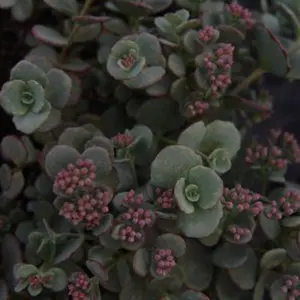 October Daphne Sedum