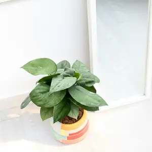 Pothos Jade Satin