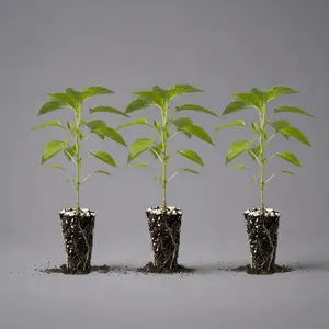 Hossinator Pepper Plug Bundle | 3 Varieties | 15 Plugs