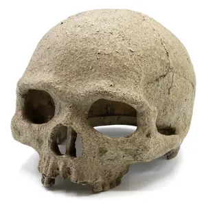 Human Skull Reptile Hide (Artificial)