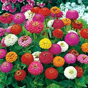 Mixed Zinnia Flower Seeds for Planting, Hardy Annual Blooms Perfect for Backyard Gardens, Flower Beds, Borders and Vibrant Outdoor Spaces