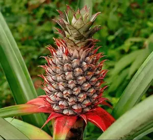 Wild Pineapple Seeds for Planting (10 Seeds)