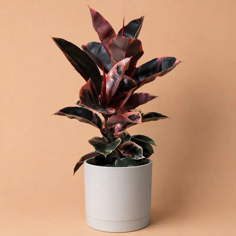 Large Ficus Elastica Ruby 8" pot House Plant - Unique Dark Red Leaves, Easy to Care for, Beginner-Friendly