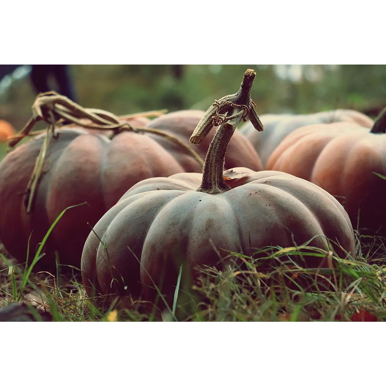 Musquee de Provence Open-Pollinated Pumpkin Garden Seeds - Rare Heirloom Cucurbita moschata Packet, Cooking Use, Adaptability and Growth, Full Sun Tolerance, Distinctive Appearance for Culinary Enthusiasts, Sunlight Adaptable Garden Supplies