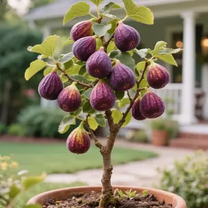 200 PCS Hardy Fig Seeds – Non-GMO, Drought-Resistant, Grows 2-5 Meters, Perfect for Home Gardens and Fruit Planting