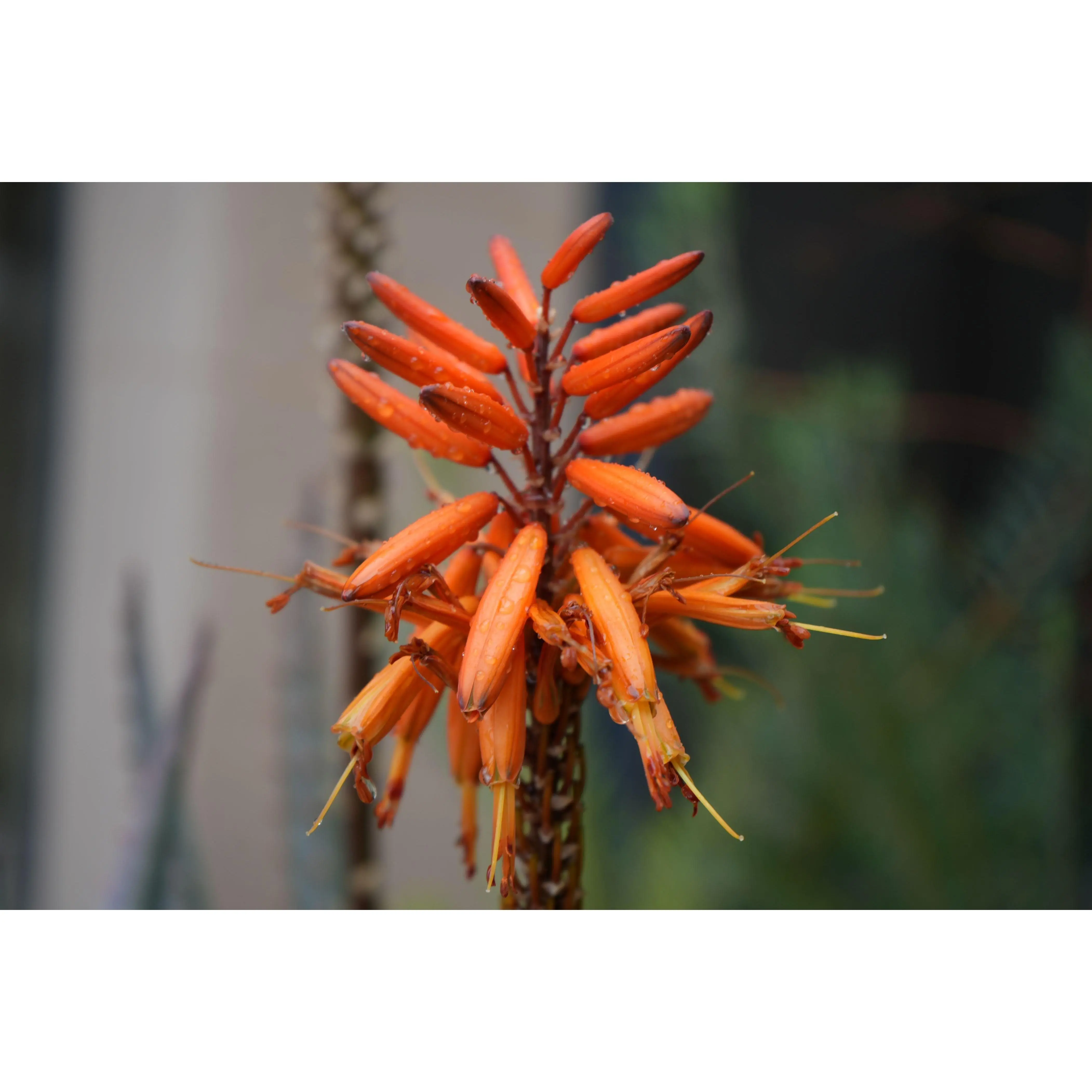 Aloe arborescens x ferox 'Tangerine': A Fiery Succulent