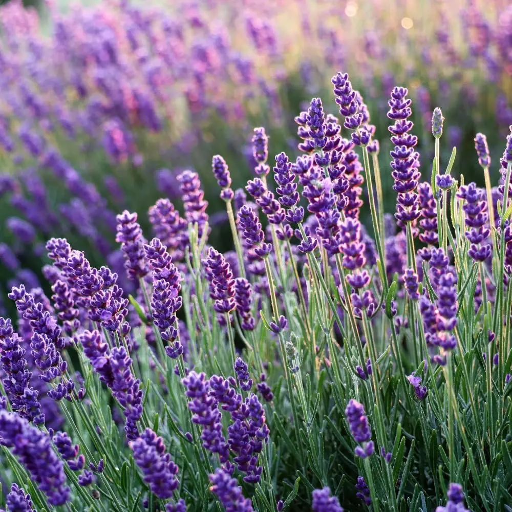Purple Lavender Plant Live 4-6 Inches Purple Lavender Plant Live 4-6 Inches