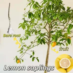 Meyer Lemon Tree Living Plant - 15-18 inch tall bare-rooted seedlings that bear delicious fruit, suitable indoors and outdoors, fast-growing and easy-to-care lemon plants