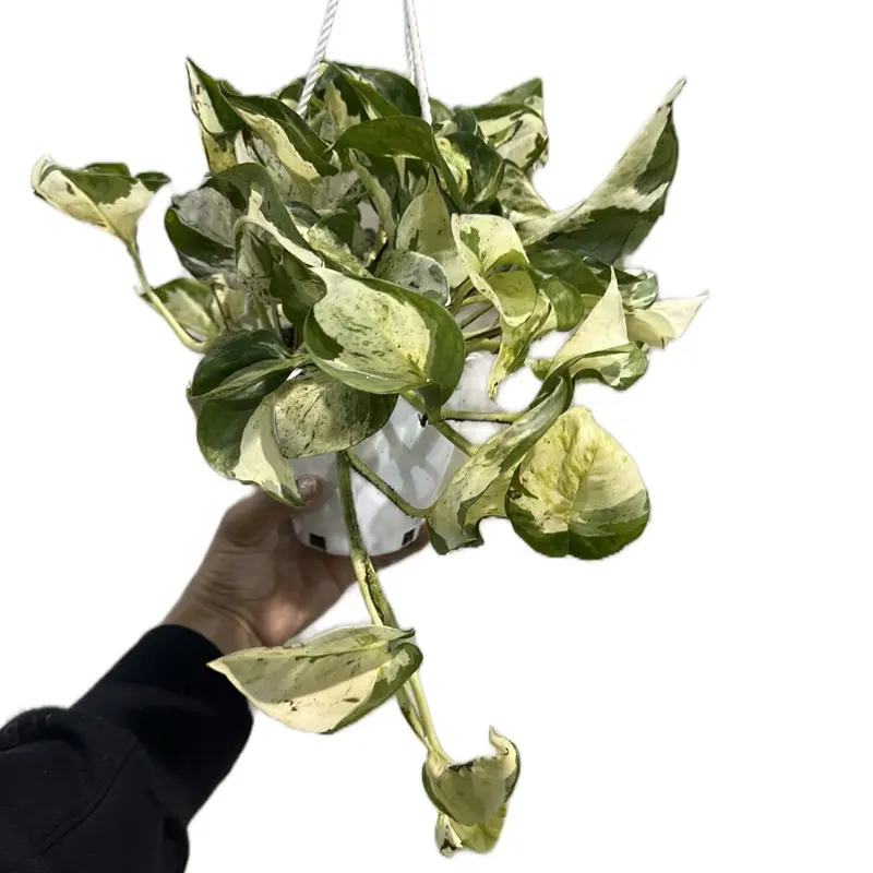 Pothos Manjula Hanging Basket 4.5in Live Houseplant - Easy Care Epipremnum