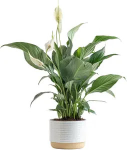 1000Pcs Peace Lily Seeds – Easy-to-Grow Indoor Plants for Air Purification & Elegant Home Decor
