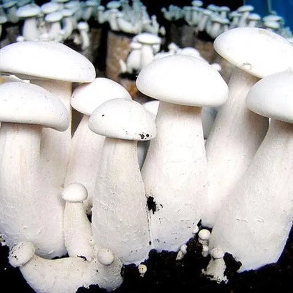 Giant Milky Sawdust Spawn - (Calocybe indica)