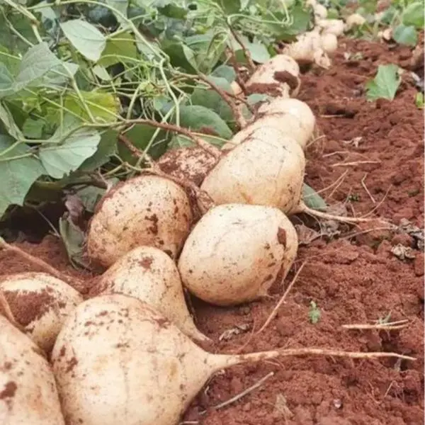 Mexico Jicama Seeds for Planting, Sweet Crunchy Root Vegetable Seeds, Non-GMO High Germination Heirloom Seeds for Indoor Outdoor Garden
