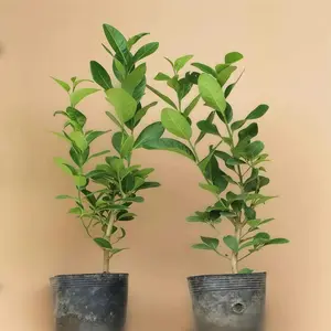 Lime tree seedling — Bare Root, Ready for Container or Ground Planting. Compact Size Makes It a Great Fit for Balconies, Patios, or Small Backyards. Live Plant Perennial Gardens Sapling Non-GMO Fruit Fast-Growing Hardy