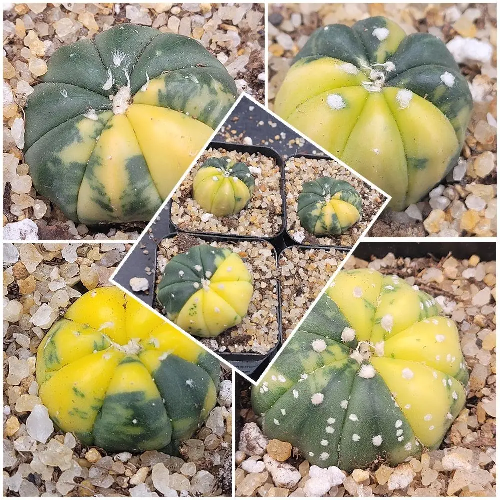 Astrophytum Asterias (Variegated)